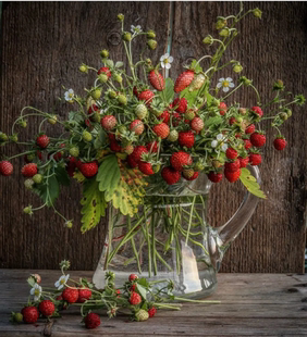 多种高山草莓 香味超好闻 综合链接 水果苗