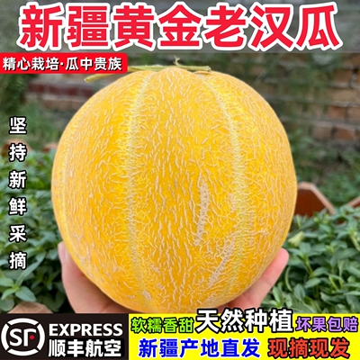 正宗新疆黄金老汉瓜顺丰