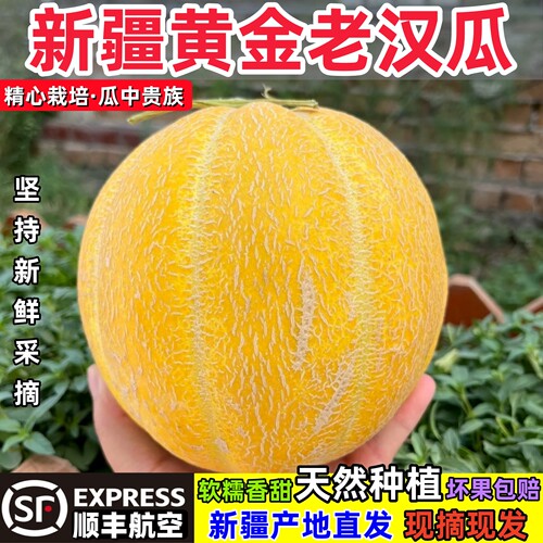 正宗新疆黄金老汉瓜顺丰