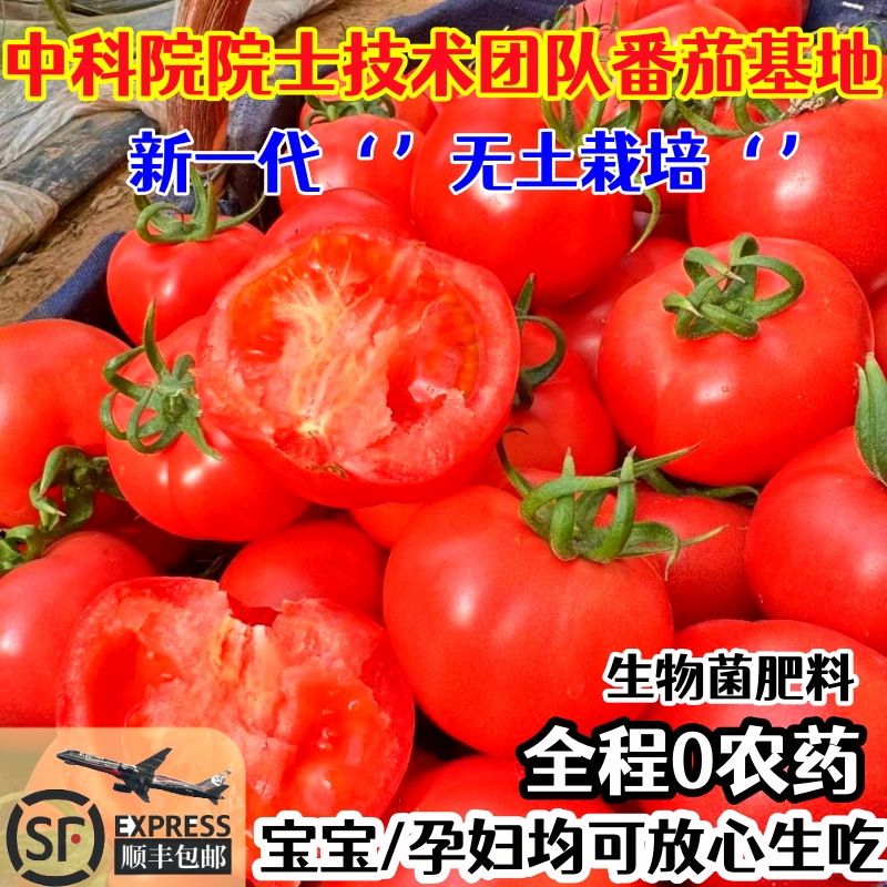 新疆西红柿0农药0激素