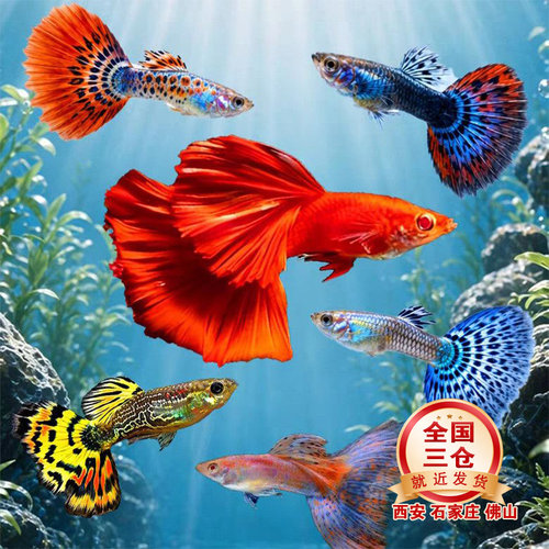 杂袍孔雀鱼好养活新手推荐水族观赏鱼好养易活胎生鱼生小鱼