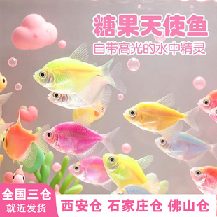 天使糖果热带养易活观赏鱼小型七彩新手褪色淡水鱼群游热带鱼好养