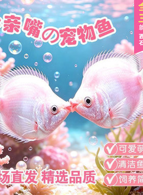 接吻鱼观赏鱼金鱼活鱼亲嘴鱼热带鱼好养活鱼小型宠物鱼好看亲亲鱼