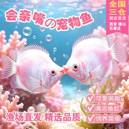 接吻鱼观赏鱼金鱼活鱼亲嘴鱼热带鱼好养活鱼小型宠物鱼好看亲亲鱼