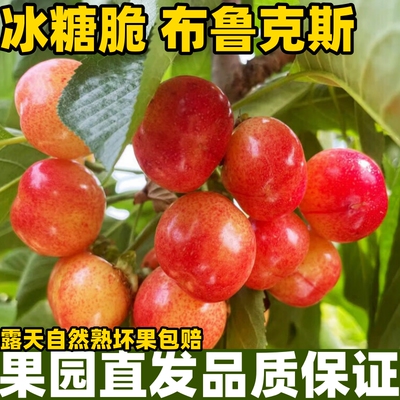 山东布鲁克斯大樱桃冰糖脆樱桃应季新鲜水果露天自然熟国产车厘子