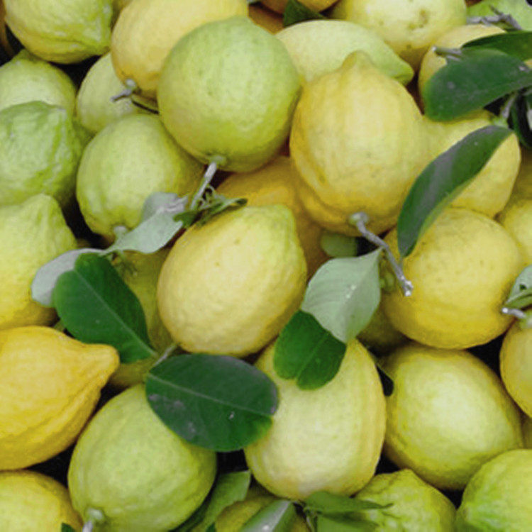 包邮春节不打烊广东无籽黄柠檬香水柠檬 柠檬手打柠檬茶专用