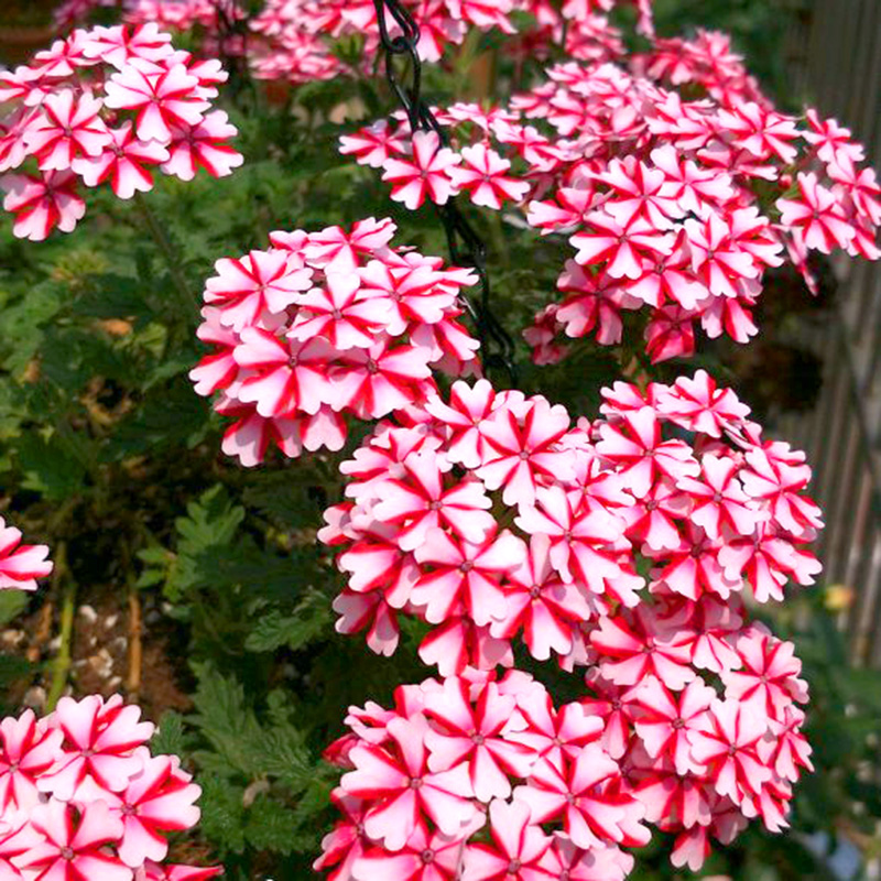 美女樱种子混色四季绣球五色梅美人樱景观花海庭院室内阳台花种子