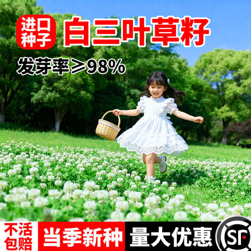 进口三叶草种子红三叶白三叶种籽幸运草四季常青耐寒绿化草坪草籽