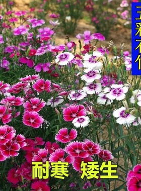 欧石竹花种籽子五彩石竹花籽常夏石竹少女石竹多年生四季耐寒盆栽