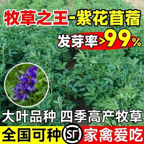 牧草进口北方耐寒牛羊兔紫花苜蓿