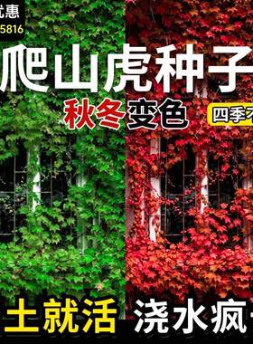 爬山虎爬藤植物护坡固土四季爬墙