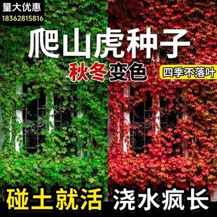 爬山虎爬藤植物护坡固土四季爬墙虎爬山虎种子三叶五叶爬山虎种籽