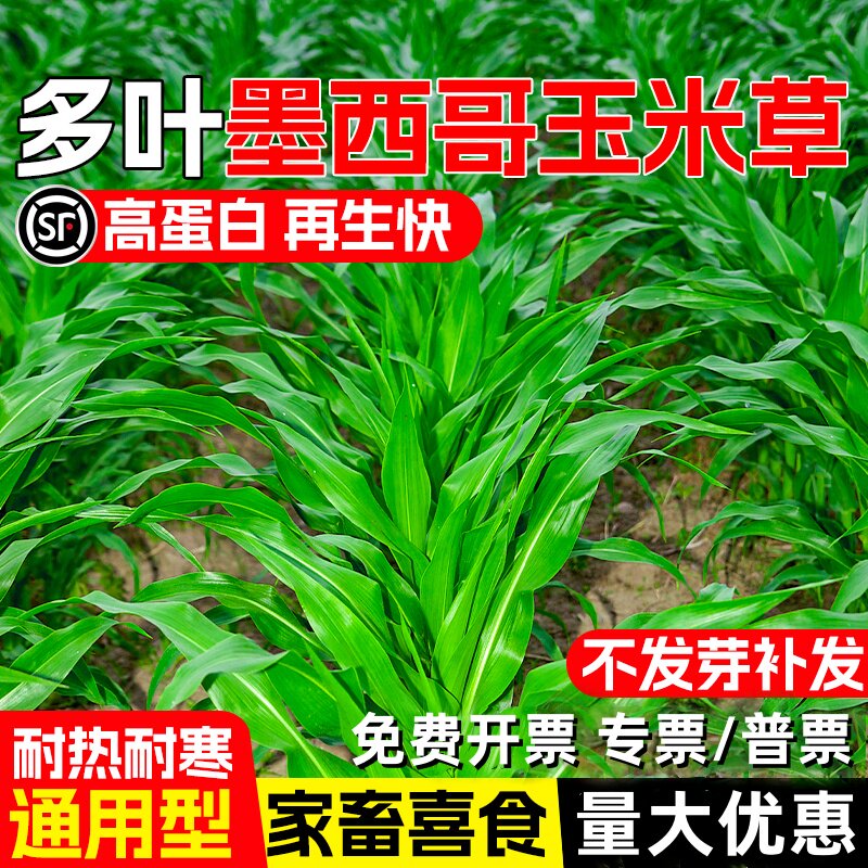 墨西哥玉米草种子高产牧草多年生畜牧养殖草籽高蛋白多汁再生种籽