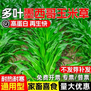 墨西哥玉米草种子高产牧草多年生畜牧养殖草籽高蛋白多汁再生种籽