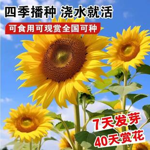 向日葵种孑花种籽子矮四季播种开花高杆观赏盆栽庭院食用葵花种子