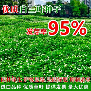 白三叶种子园林绿化护坡固土多年生耐寒四季常青进口红三叶草籽子