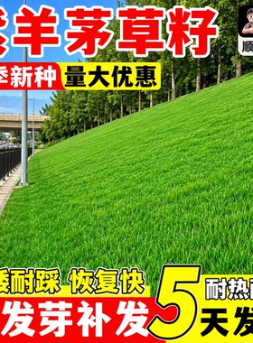 紫羊茅草籽矮生四季常青耐寒护坡固土草坪种子高羊茅庭院绿化种籽