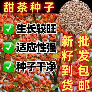 甜茶种子四季播种籽嫁接苹果砧木山丁子种子按斤销售售卖红皮