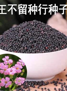 王不留行种子麦蓝菜留行子春夏秋播种庭院大田易种中草药材籽