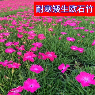 石竹花种初吻五彩石竹种子草坪常夏石竹花籽美国石竹花盆栽