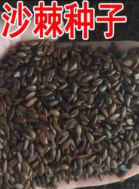 沙棘种子大果沙棘种子四季