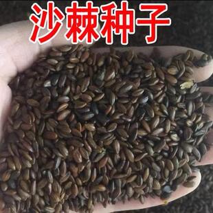 沙棘种子 大果沙棘种子 四季水果容易种 南方北方种植 沙棘树种子