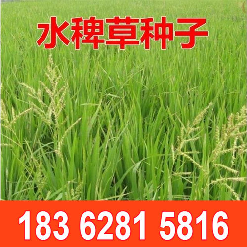 散装稗草种子 水稗草子 长稻田里 养喂鱼草水稗草籽 水草种子包邮