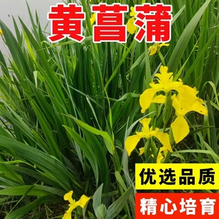 黄菖蒲种子黄花鸢尾多年生水生花卉水陆两栖水边花卉植物易活播