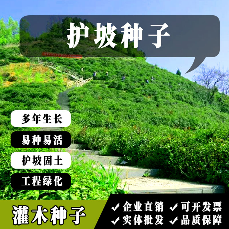 护坡灌木种子紫穗槐刺槐多花木兰猪屎豆小冠花葛藤复绿绿化草种籽