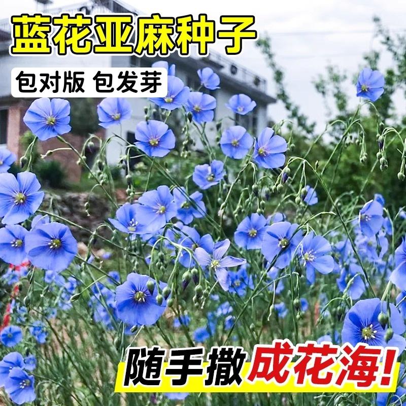 宿根蓝花亚麻花种子孑太阳花种籽野花组合多年生一年四季开不断播