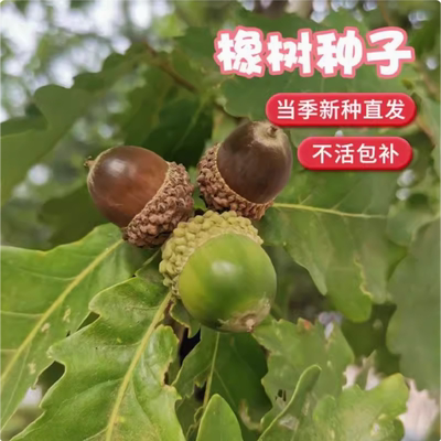 橡树种子砍烧柴火木青冈栎树橡子苗栗茧蒙古栎红橡树种子娜塔栎籽