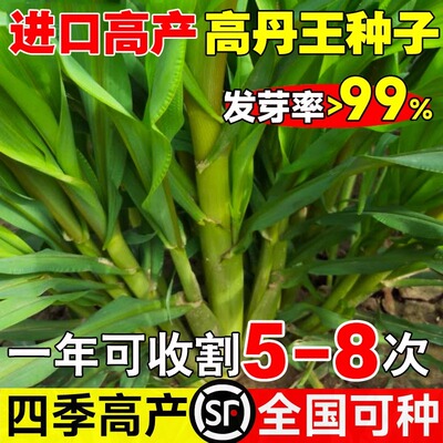 高丹王草种籽苏丹草草籽杂交四季