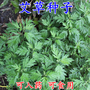 细叶艾草种子食用药用靳艾蒿青蒿香青团艾绒驱四季驱蚊草籽