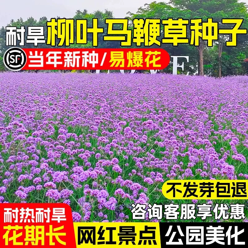 柳叶马鞭草花籽耐热耐旱多年生花种子公园景区美化野花组合花种籽图片