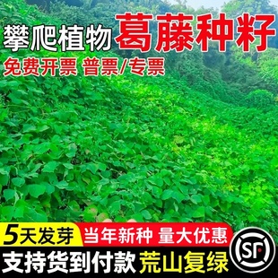 葛藤种子葛根爬山虎牵牛花油麻藤山边坡矿区绿化护坡爬藤植物种籽