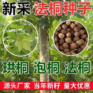 新采法国梧桐树种子青桐珙桐泡桐净种子法桐种子绿化乔木桐树种籽