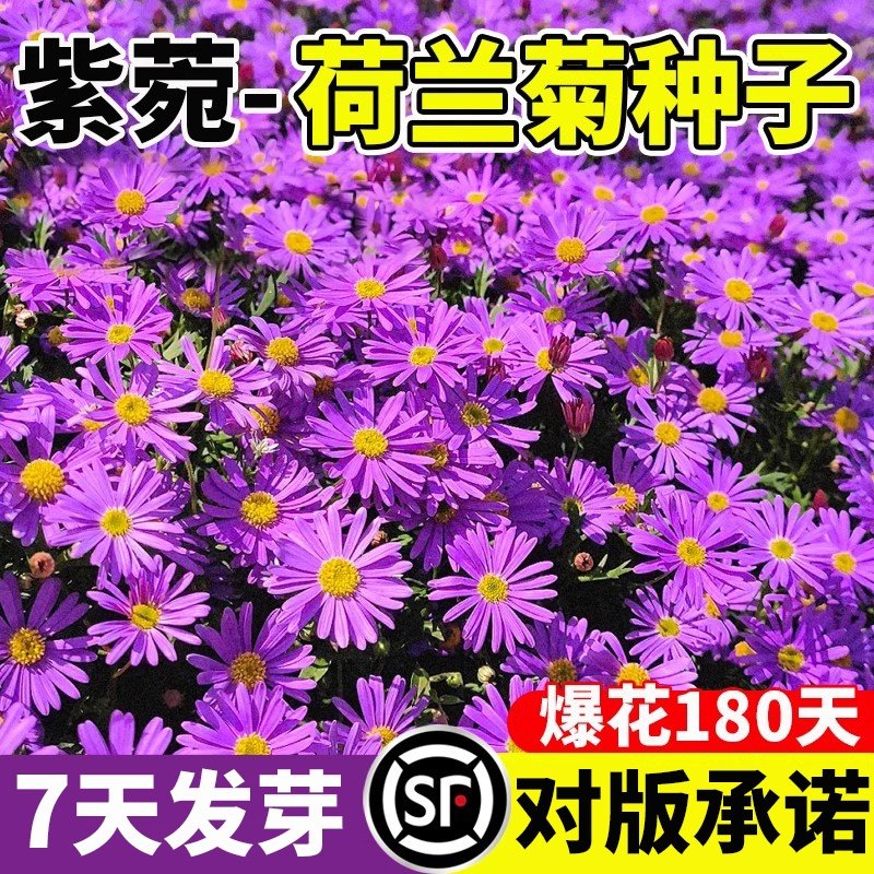 紫苑荷兰菊花种子四季阳台庭院盆栽花卉景观绿化开花不断耐寒花籽,鲜花速递/花卉仿真/绿植园艺,家庭园艺种子,淘宝优惠券,粉丝福利购,淘宝优惠卷