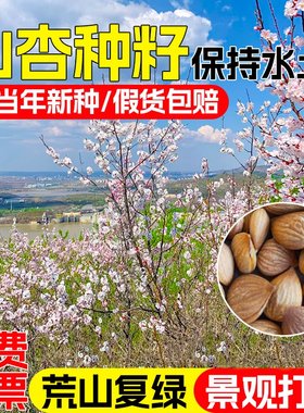 山杏种子多年生护坡固土草籽水土保持景观绿化荒山复绿山杏核种籽