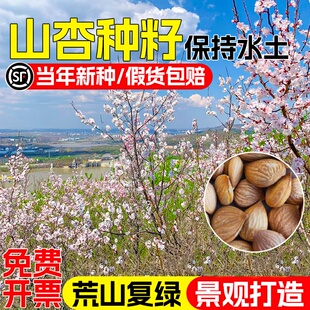 山杏种子多年生护坡固土草籽水土保持景观绿化荒山复绿山杏核种籽