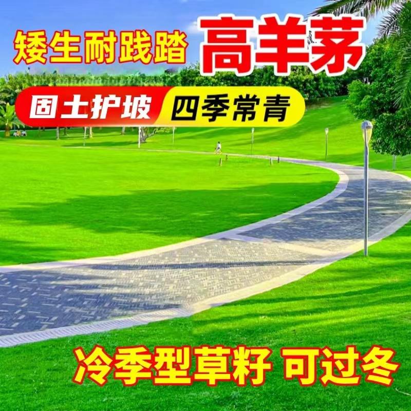 高羊茅种子护坡固土复绿草籽紫羊