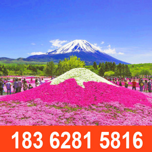 芝英花种子茼蒿菊福禄考花子四季种易活室内户外庭院开花不断