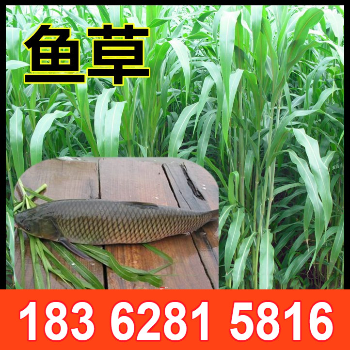 牧草进口四季种子养殖苏丹草