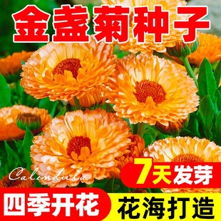 金盏菊种子矮生长生菊花海易种盆栽耐阴金盏花四季播种开花种籽孑