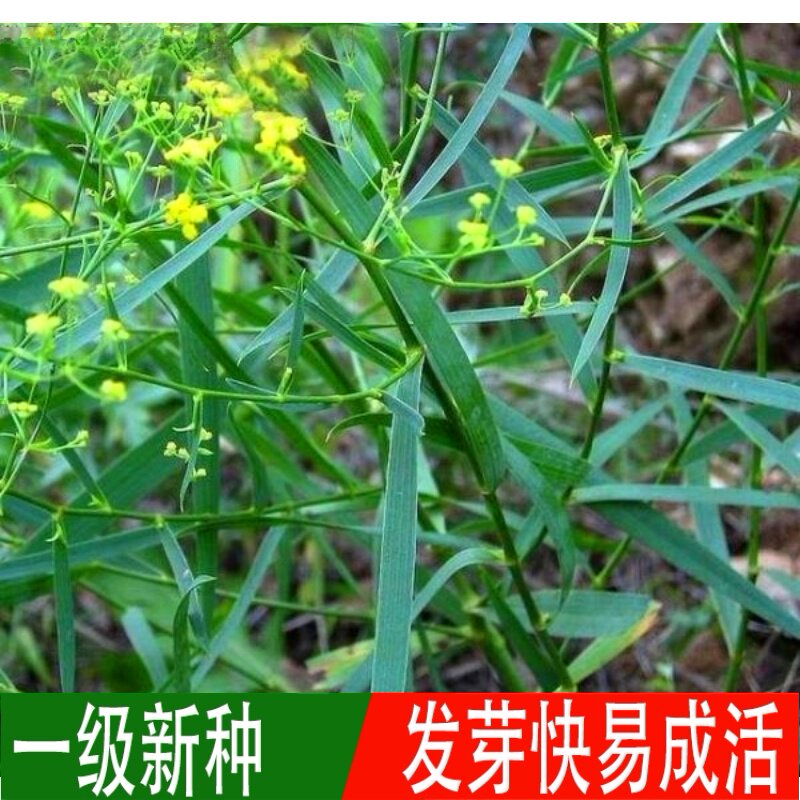 柴胡种籽中药材 中草药种籽  地熏 茈胡 山菜 茹草 柴草种子