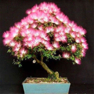 合欢花种子 阳台庭院花卉盆景种籽绒花树合欢种籽 四季易种花卉