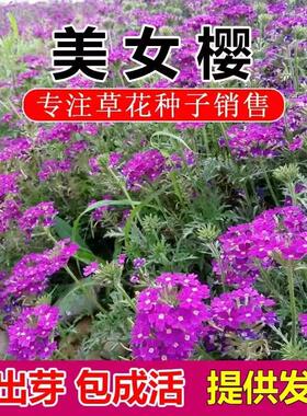 细叶美女樱种子绣球花羽裂马鞭草匍匐地被五色梅种籽阳台盆栽春秋