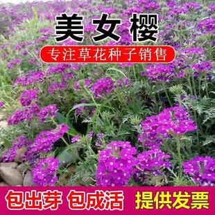 细叶美女樱种子绣球花羽裂马鞭草匍匐地被五色梅种籽阳台盆栽春秋