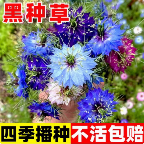 黑种草四季阳台盆栽景观植物种籽