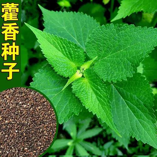 藿香种子苗盆栽可食用新鲜香叶植物庭院阳台种植五香叶鱼四季种子