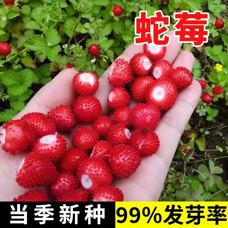 蛇莓种子红色野草莓四季易种阳台园艺花种子观果花籽特色蔬果种籽